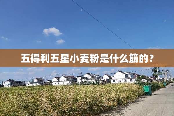 五得利五星小麦粉是什么筋的？