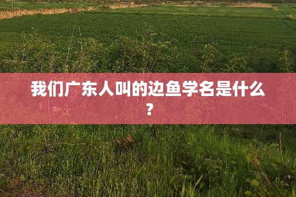我们广东人叫的边鱼学名是什么？