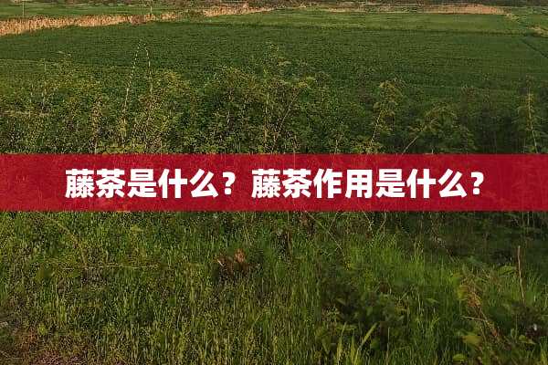 藤茶是什么？藤茶作用是什么？