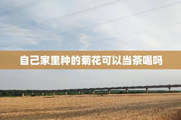 自己家里种的菊花可以当茶喝吗