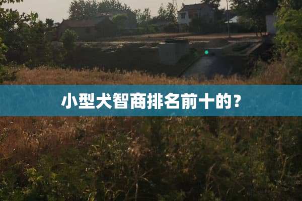 小型犬智商排名前十的？
