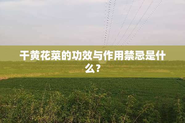 干黄花菜的功效与作用禁忌是什么？