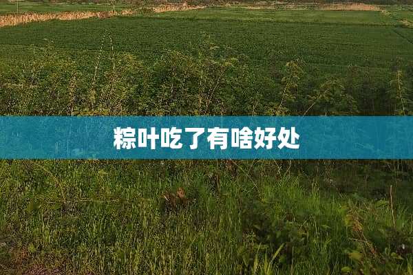 粽叶吃了有啥好处