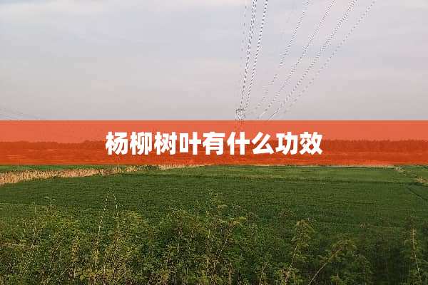杨柳树叶有什么功效