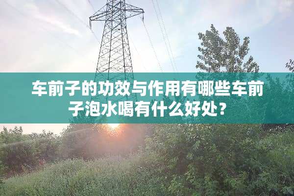 车前子的功效与作用有哪些车前子泡水喝有什么好处？