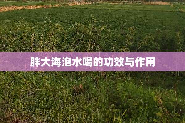 胖大海泡水喝的功效与作用
