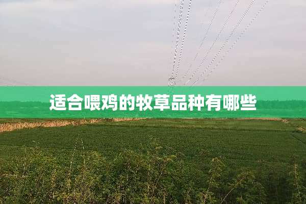适合喂鸡的牧草品种有哪些