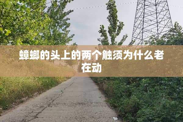 蟑螂的头上的两个触须为什么老在动