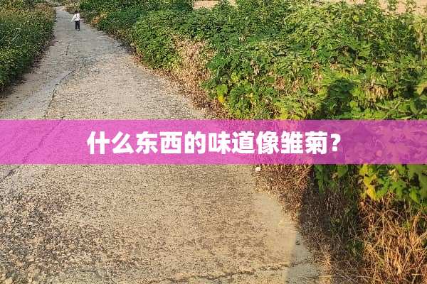 什么东西的味道像雏菊？
