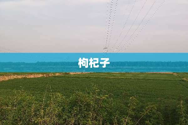 枸杞子