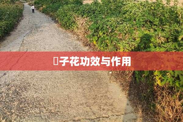 枙子花功效与作用