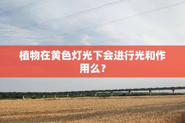 植物在**灯光下会进行光和作用么？