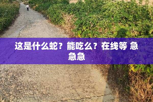 这是什么蛇？能吃么？在线等 急急急