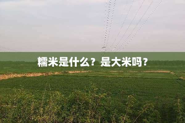 糯米是什么？是大米吗？