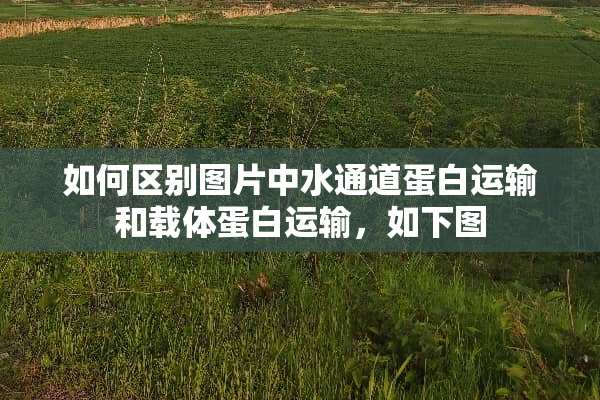 如何区别图片中水通道蛋白运输和载体蛋白运输，如下图