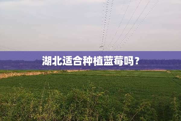 湖北适合种植蓝莓吗？