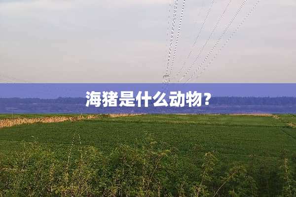 海猪是什么动物？