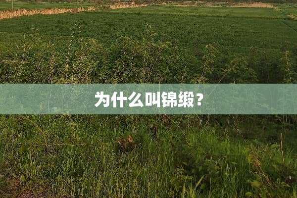 为什么叫锦缎？