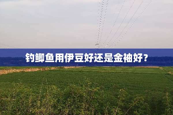 钓鲫鱼用伊豆好还是金袖好？