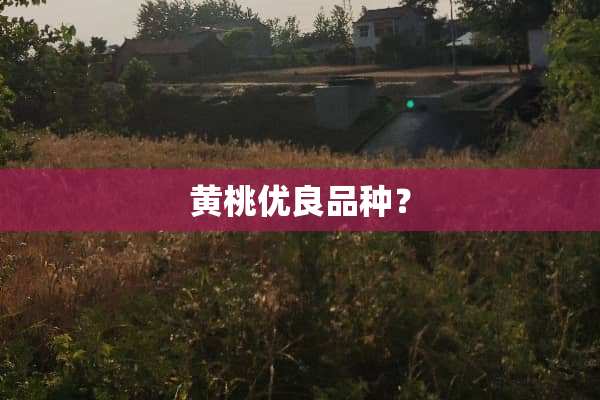 黄桃优良品种？