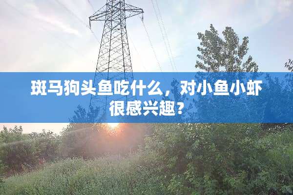 斑马狗头鱼吃什么，对小鱼小虾很感兴趣？