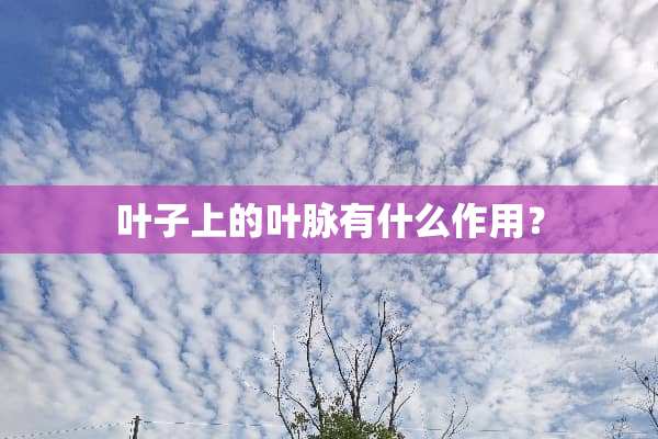 叶子上的叶脉有什么作用？