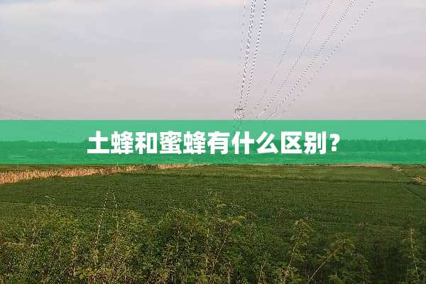 土蜂和蜜蜂有什么区别？