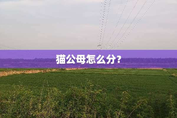猫公母怎么分？