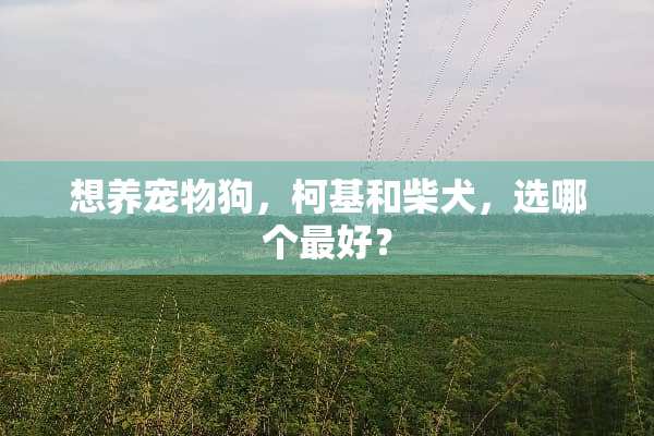 想养宠物狗，柯基和柴犬，选哪个最好？