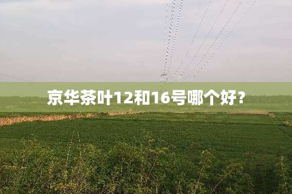 京华茶叶12和16号哪个好？