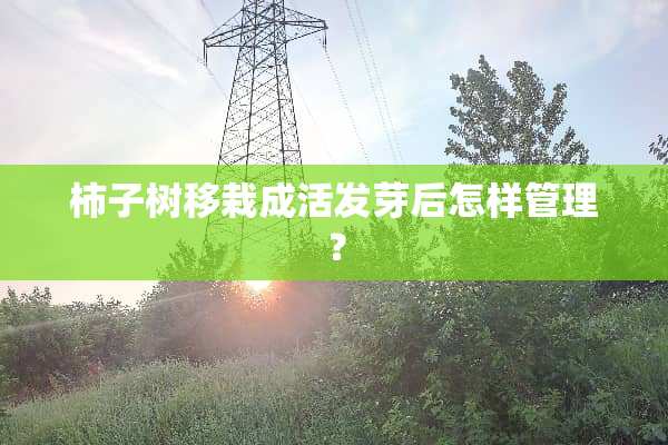 柿子树移栽成活发芽后怎样管理？