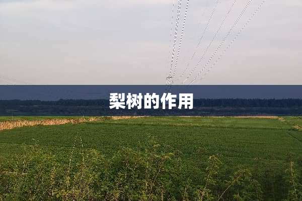 梨树的作用