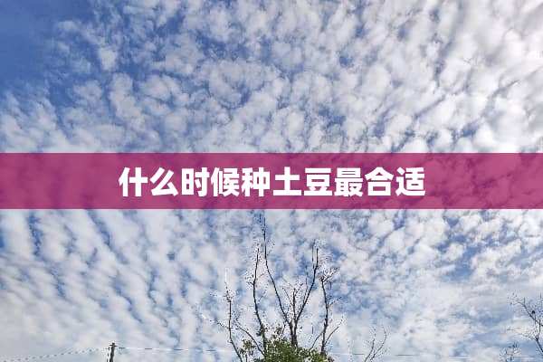 什么时候种土豆最合适