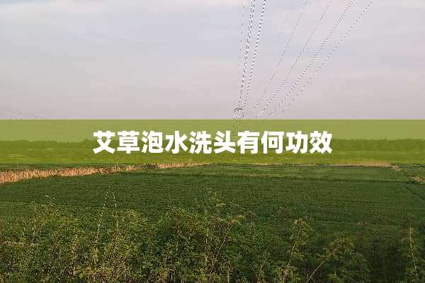 艾草泡水洗头有何功效