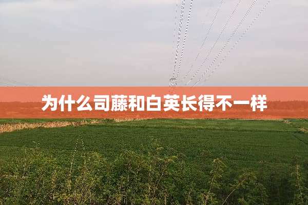 为什么司藤和白英长得不一样
