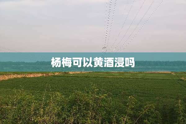 杨梅可以黄酒浸吗