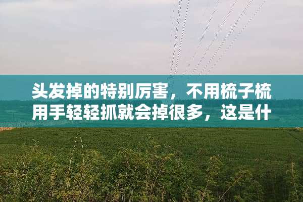 头发掉的特别厉害，不用梳子梳用手轻轻抓就会掉很多，这是什么原因导？