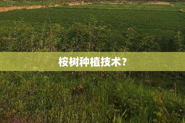 桉树种植技术？