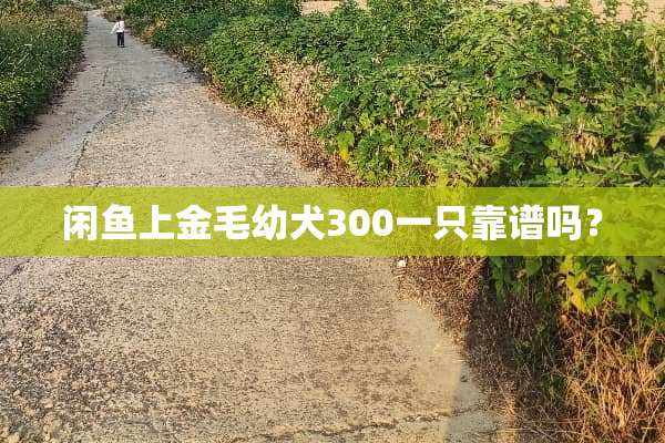 闲鱼上金毛幼犬300一只靠谱吗？
