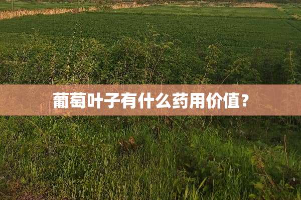 葡萄叶子有什么药用价值？