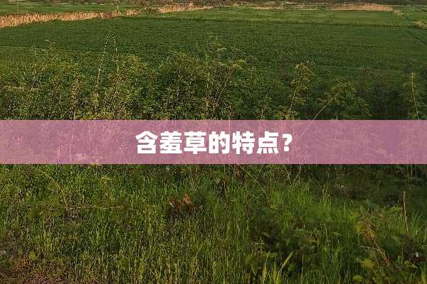 含羞草的特点？