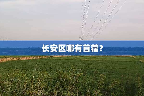 长安区哪有苜蓿？