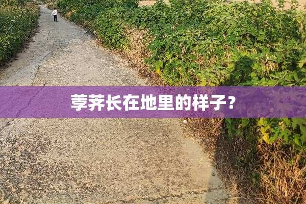 荸荠长在地里的样子？