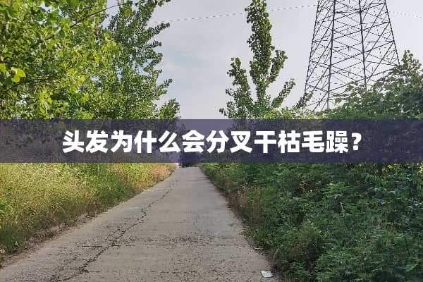 头发为什么会分叉干枯毛躁？