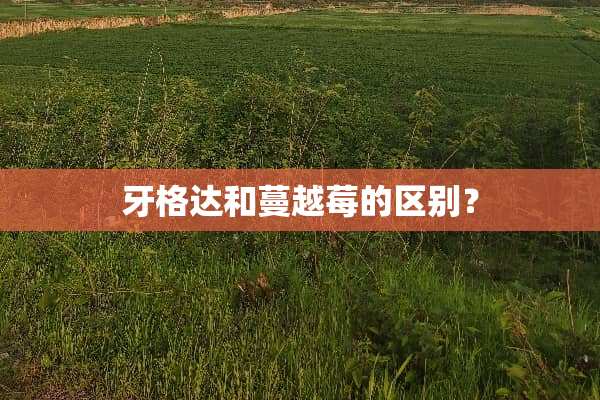 牙格达和蔓越莓的区别？