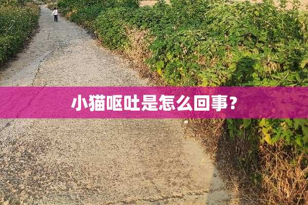 小猫呕吐是怎么回事？