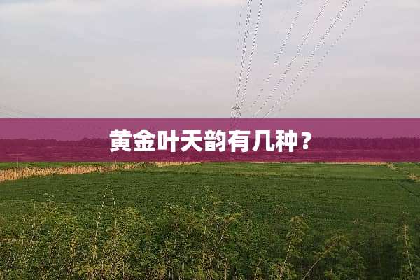 黄金叶天韵有几种？