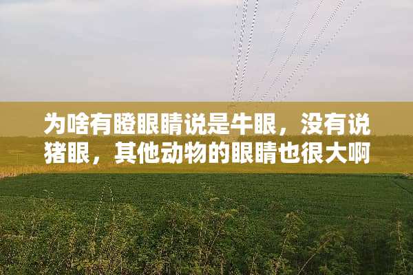为啥有瞪眼睛说是牛眼，没有说猪眼，其他动物的眼睛也很大啊？