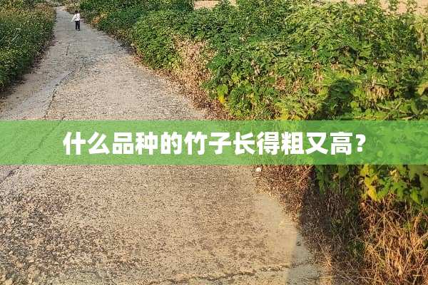 什么品种的竹子长得粗又高？