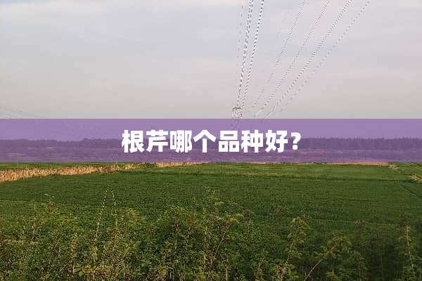 根芹哪个品种好？